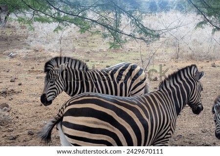 Zebra, Casela World of Adventures, West of Mauritius