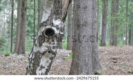 A tree trunk observing the surroundings with one eye.
