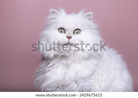white persian chinchilla cat looking at the camera Royalty-Free Stock Photo #2429675615
