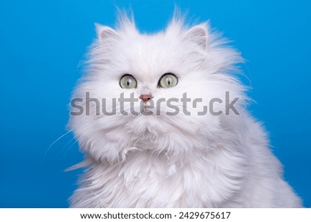 white persian chinchilla cat looking at the camera Royalty-Free Stock Photo #2429675617