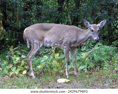 A Wildlife Photo of White-Tail Deer in central Florida. 