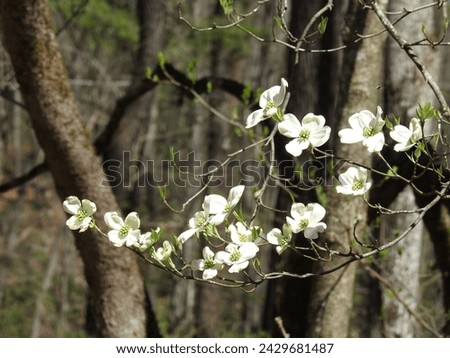 The white blossoms of a flowering dogwood tree. Great Smoky Mountains National Park, Tennessee. Royalty-Free Stock Photo #2429681487
