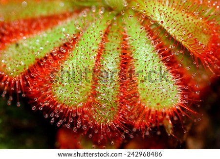 Closeup of Sundew (Carnivorous Plant), Drosera Aliciae. Sundew Macro Shot