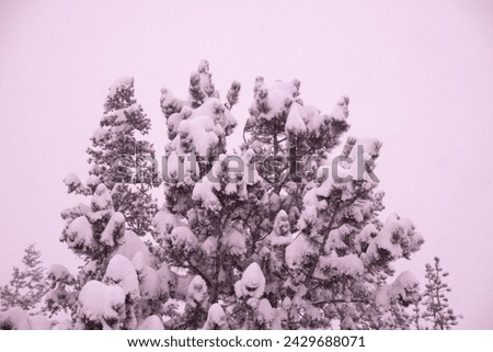 Snow Covered Pine Trees after a Blizzard