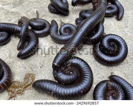 big milipeds animals crawling in Africa