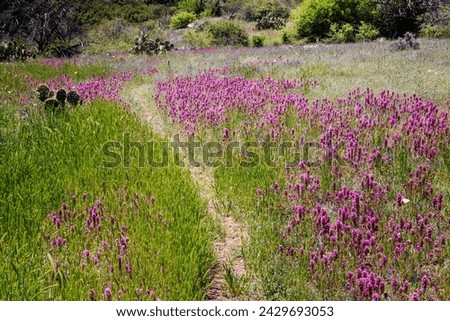 A patch of bright pink Owl's clover growing along South Fork Deer Creek trail in the Mazatzal mountains near Payson, Arizona. Royalty-Free Stock Photo #2429693053
