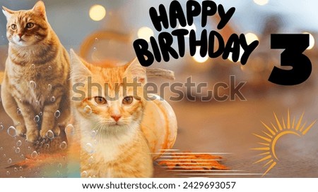 happy birthday cat , animal birthdays greeting card