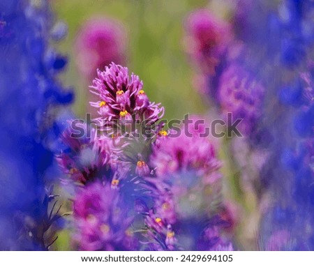 Owl's clover flowers framed by blurry Lupine. Super bloom 2023. Royalty-Free Stock Photo #2429694105
