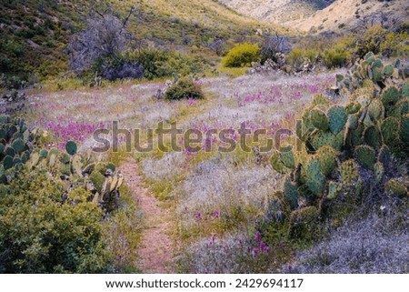 The South Fork Deer Springs trail winds through a verdant meadow decorated by bright spring wild flowers near Payson, Arizona. Royalty-Free Stock Photo #2429694117