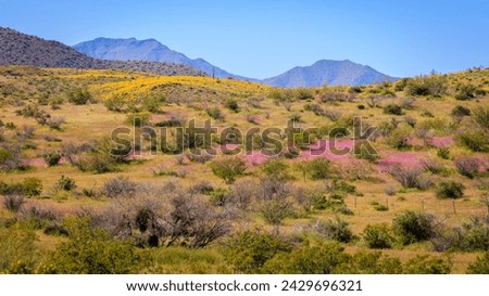 The Sonoran Desert is carpeted by colorful wild flowers along Bush Highway during the 2023 Arizona superbloom. Royalty-Free Stock Photo #2429696321