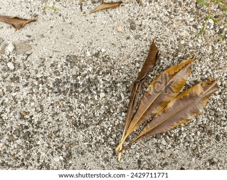 dry leaves fall on a mixture of coarse and fine sand... it makes a beautiful view... a good background...