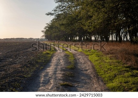 The dirt road goes off into the distance. Road between field and forest. The sun illuminates a country road in a field. Green trees grow along the road. Royalty-Free Stock Photo #2429715003