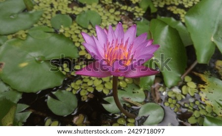 The blue water lily, *Nymphaea caerulea*, is a striking aquatic plant found in Africa and Asia. Its vibrant blue flowers bloom during the day and close at night, symbolizing renewal and purity.  Royalty-Free Stock Photo #2429718097