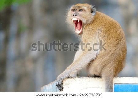 Monkey funny open mouth and showing teeth, crazy, nature, angry,  short hair brown, Grand Bassin, baboon, Rhesus macaque, Gibraltar, Thailand, animal, zoo, safari, pet  Royalty-Free Stock Photo #2429728793
