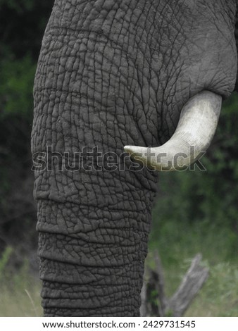 Elephant Tusk and Trunk in Sabi Sands Game Reserve in South Africa