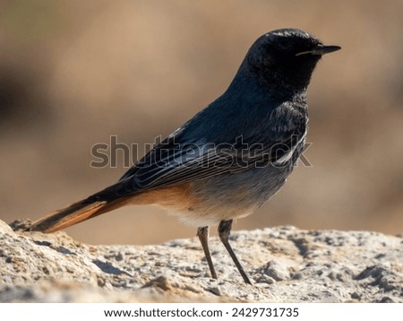 The black redstart (Phoenicurus ochruros) is a small passerine bird in the genus Phoenicurus. Royalty-Free Stock Photo #2429731735