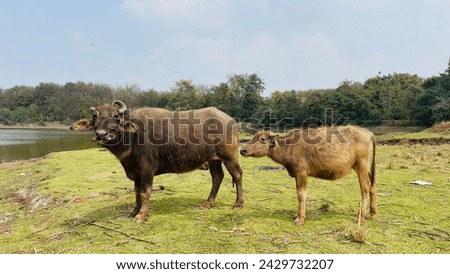 Indian buffalo picture in forest
