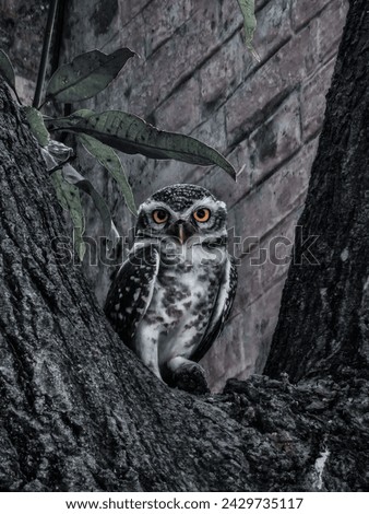 owl,picture in tree best photo click by me 