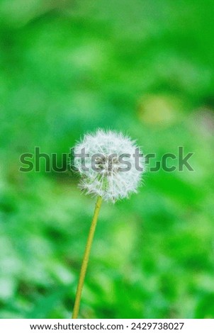 This dandelion plant looks small and delicate