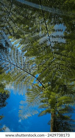 a tall fern tree with lush leaves.low 