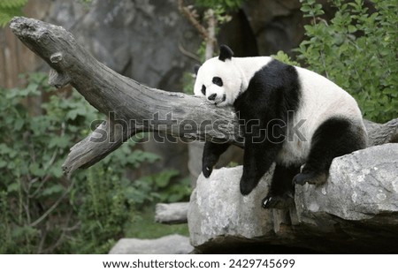 A Cute Panda 4K Picture Royalty-Free Stock Photo #2429745699