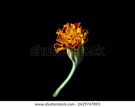 The black background in the picture is the bud of an orange marigold, the petals are double-sided. The outside is light orange, the inner petals are dark orange with a roasted green peel covering them