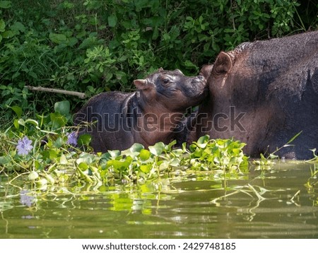 Hippopotamus amphibius at the Kazinga Channel in Uganda. Here a mother hippopotamus with her baby. The Kazinga Channel is a wide, 32 km long natural water canal in Uganda. Royalty-Free Stock Photo #2429748185