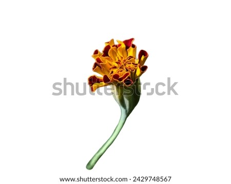 The  background in the picture is the bud of an orange marigold, the petals are double-sided. The outside is light orange, the inner petals are dark orange with a roasted green peel covering them