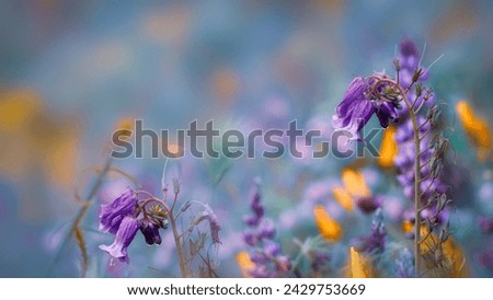 Blue Lupine flowers in wildflower meadow at Arvin, California panoramic view, Selective focus. Royalty-Free Stock Photo #2429753669