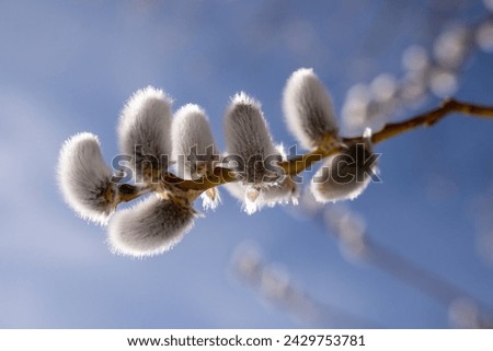 Pussy willow. Beautiful fluffy pussy willow of the frosty willow (Salix daphnoides) against the blue sky.  Extreme close-up of buds on a willow tree consisting of white fuzz and yellow pollen.  Royalty-Free Stock Photo #2429753781