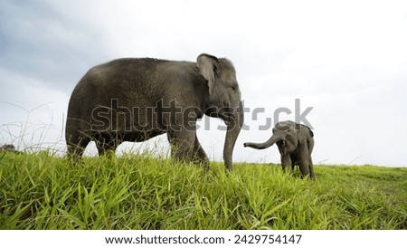 Female Sumatra's elephant (Elephas maximus sumatrensis)  with her baby on the grassland.