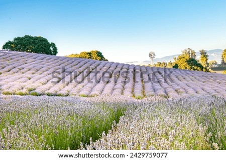 lavender field with a vintage windmill and low mountains in the distance in sonoma county california . High quality photo