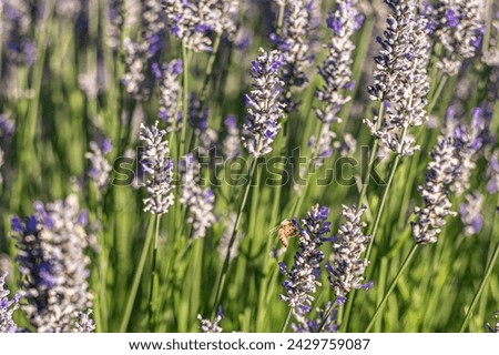 honey bee hovering on a lavender plant on an organic lavender farm in Sonoma County California. High quality photo