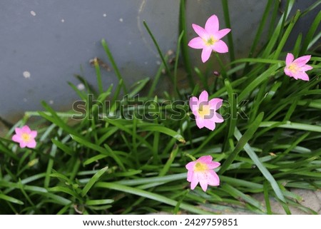 The Beauty of Pink Rain Lily Flower growing in the garden
