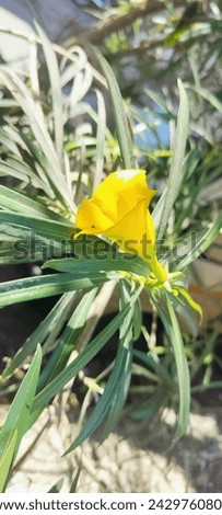 RAJKOT , 09 January 2024 : Thevetia peruviana flower  Photo In My Garden Royalty-Free Stock Photo #2429760807