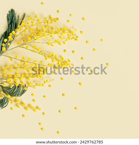 Vivid Yellow Mimosa Flowers on Soft Pastel Background, monochrome flowery composition with empty space. Fluffy flower top view, minimal trend Spring blossoms still life, top view holiday day fon