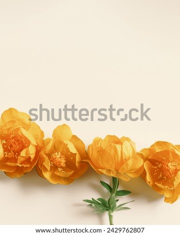 Minimal top view seasonal styling frame from delicate small flower peony orange colored on beige background, nature design flat lay spring summer season card, natural blossoming blooms, copy space