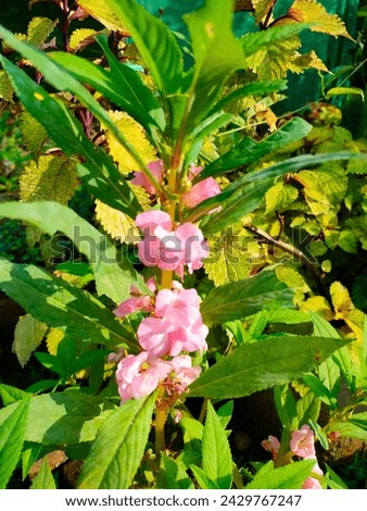Stunning pink flowers of Impatiens balsamina (Garden balsam,Touch-me-not,Spotted Snapweed, Garden balsam,Rose Balsam) ultra hd hi-res stock image photo picture selective focus vertical background.
