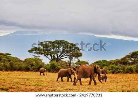 Elephant herd pictured against the backdrop of a cloud blanketed Mount Kilimanjaro at Amboseli National Park, Kenya