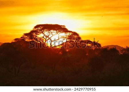 Gorgeous golden sunset colors framed with acacia trees as twilight sets in at Amboseli National Park, Kenya
