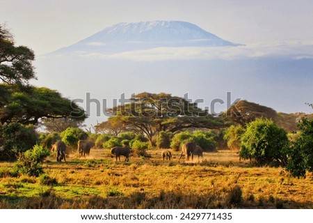 A large herd of elephants pictured against the backdrop of the soaring face of Mount Kilimanjaro at Amboseli National Park, Kenya