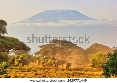 An Elephant herd takes a mud bath under the shadow of the imposing Kilimanjaro soaring above the Amboseli National Park in this timeless early morning scene in Kenya