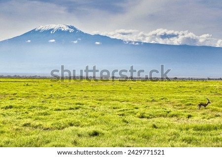 A Male Thomson's Gazelle is pictured with the backdrop of the soaring Mount Kilimanjaro at Amboseli national park,Kenya