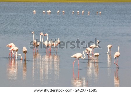 A mixed group of Greater and Lesser flamingos present a pretty picture in pink feeding at the Amboseli Lake at Amboseli National park, Kenya