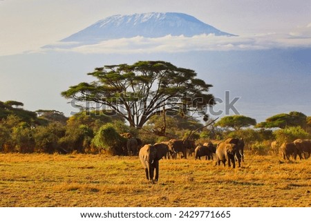 Quintessential African scene of Elephants on the move under the shadow of Africa's greatest mountain - Kilimanjaro at the Amboseli National park, Kenya Royalty-Free Stock Photo #2429771665