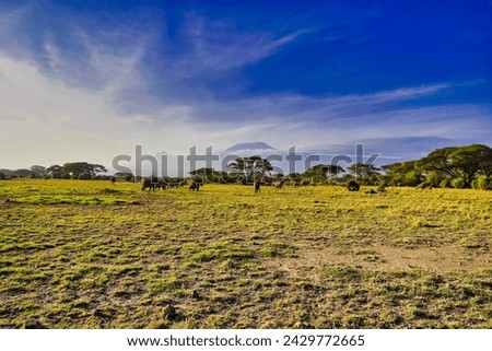 A large herd of elephants pictured against the backdrop of the soaring face of Mount Kilimanjaro at Amboseli National Park, Kenya