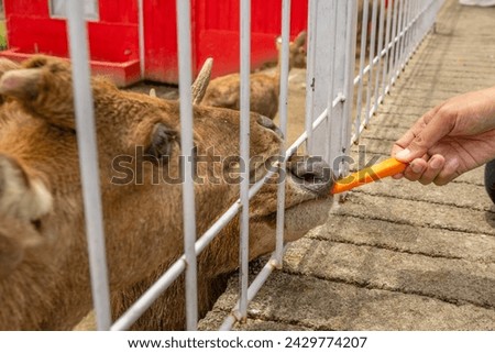 Mini zoo leisure activity feeding deer Cervidae on the garden park. The photo is suitable to use for nature animal background, zoo poster and advertising. Royalty-Free Stock Photo #2429774207