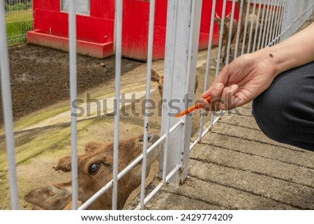 Mini zoo leisure activity feeding deer Cervidae on the garden park. The photo is suitable to use for nature animal background, zoo poster and advertising. Royalty-Free Stock Photo #2429774209