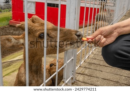 Mini zoo leisure activity feeding deer Cervidae on the garden park. The photo is suitable to use for nature animal background, zoo poster and advertising. Royalty-Free Stock Photo #2429774211