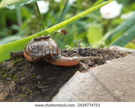 Draparnaud's glass snail, a small land snail typically found hiding under flower pots and around gardens Royalty-Free Stock Photo #2429774751